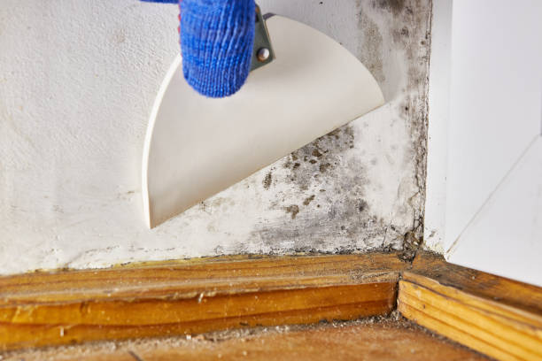 Best Mold Damage Restoration  in Lake Mills, WI